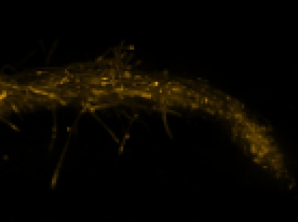 Konfokální mikroskopie rostlinných vzorků
